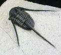 Well Preserved Cyphaspis Eberhardiei Trilobite - #22132-2